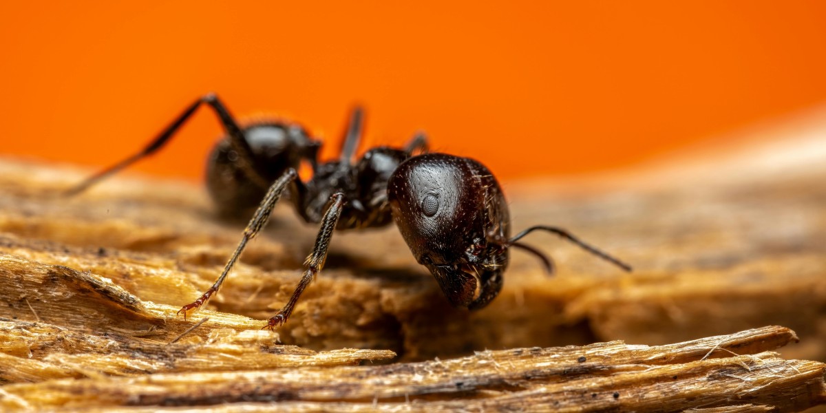 Protect Your Home with Professional Ants Extermination Services in Perth Amboy, NJ