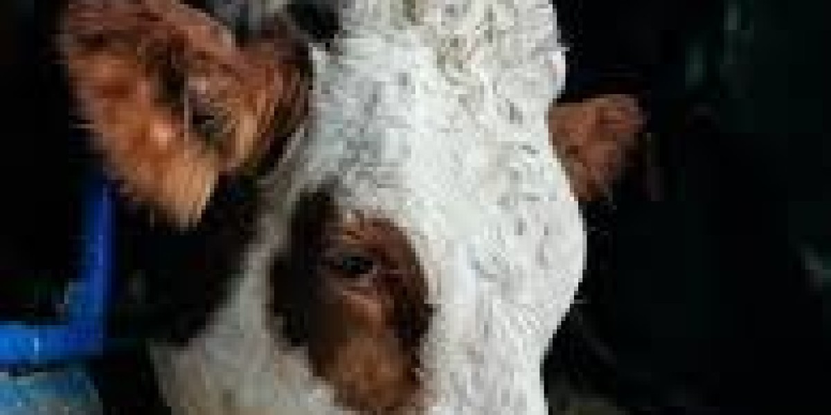 Animal Feed Antioxidants Market Barriers Restricting Adoption Due to Regulatory Complexity, Cost Constraints, and Market