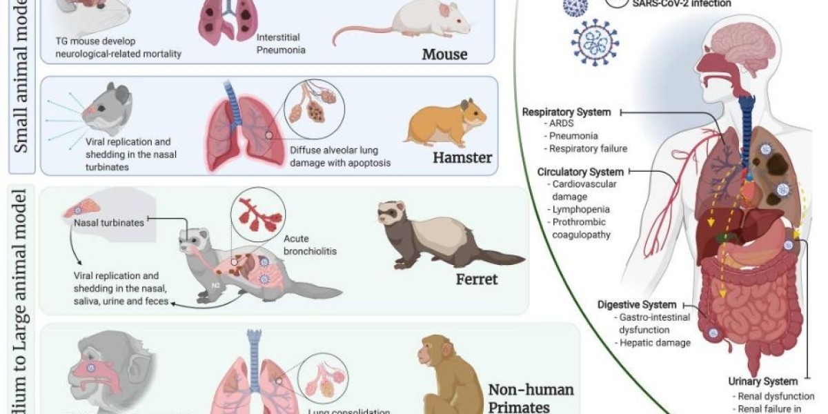 Preclinical Support with Advanced Coronavirus Animal Model Services for Antiviral Research