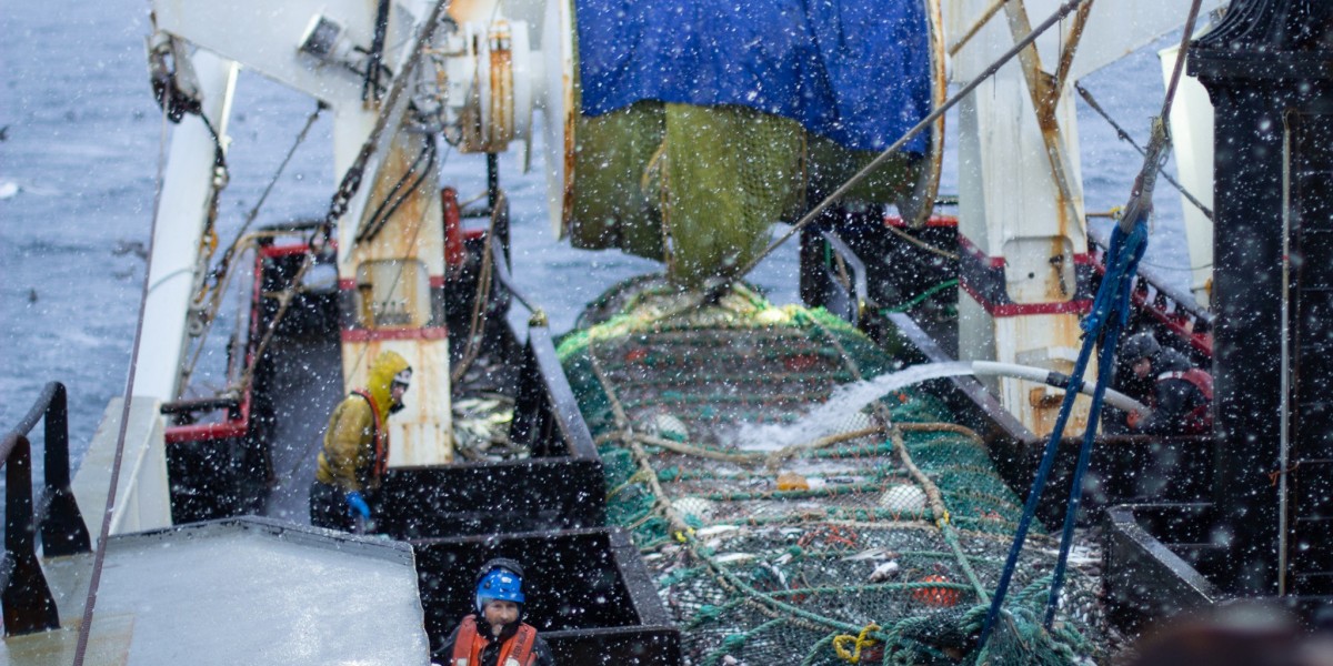Wild Pollock Market Pain Points Affecting Supply, Pricing, and Growth