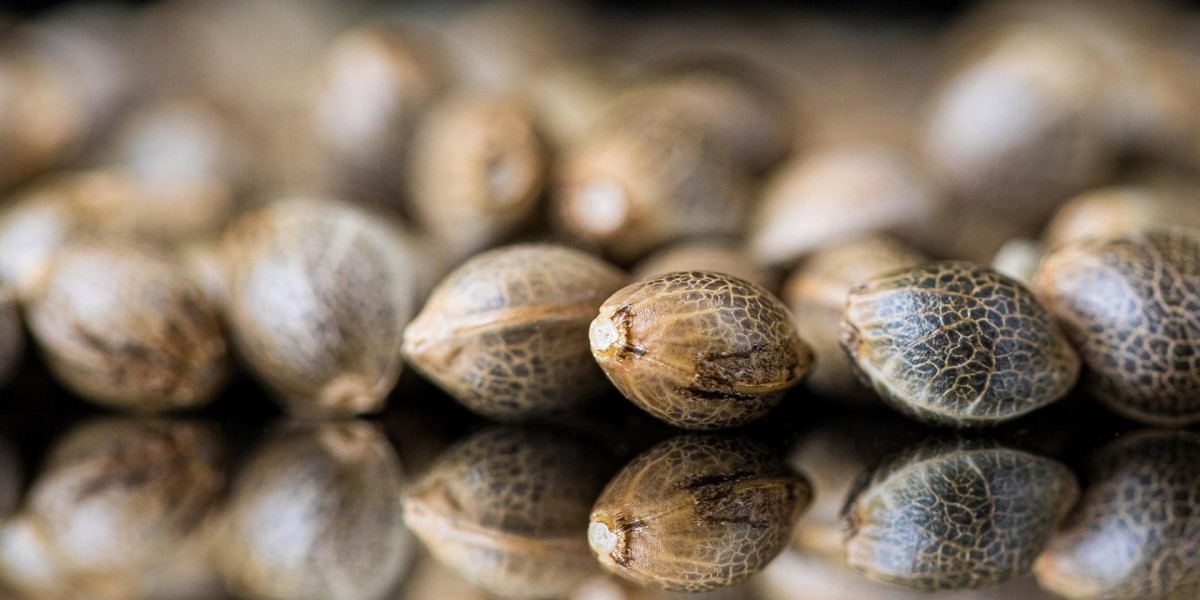 Cannabis Seeds Market Future Trends Shaping Growth and Innovation