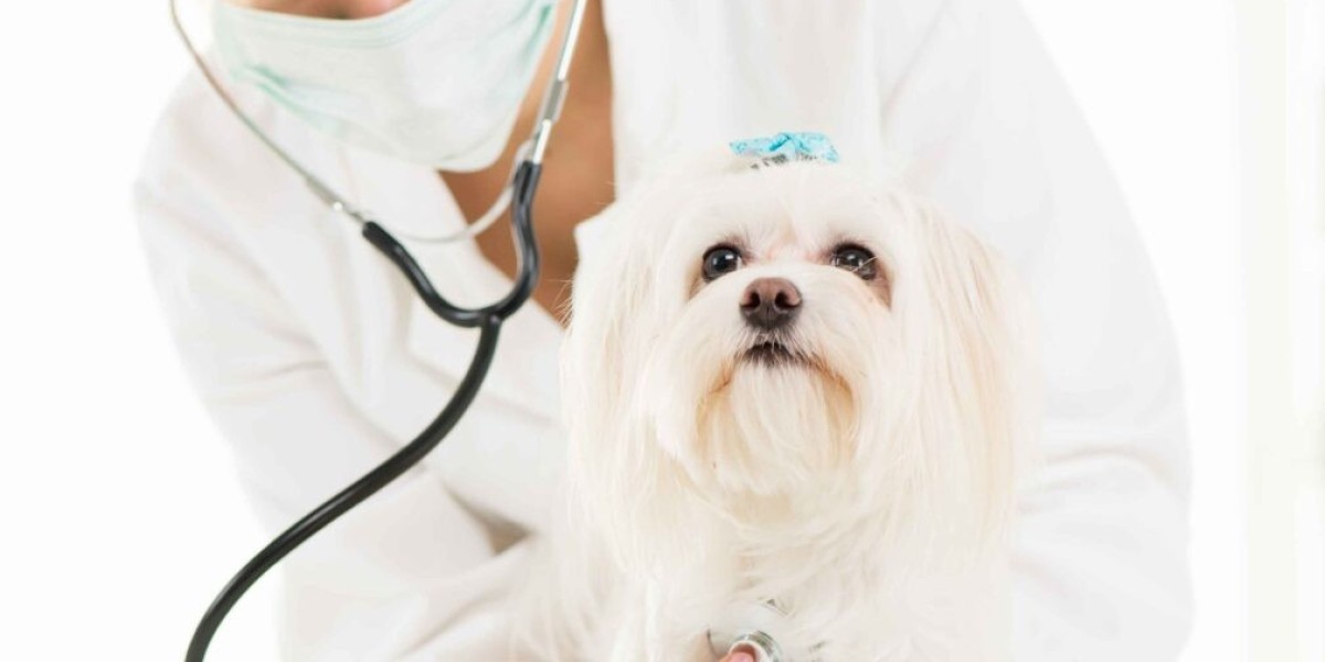 How to Evaluate Vets in Conroe TX for Your Dog or Cat