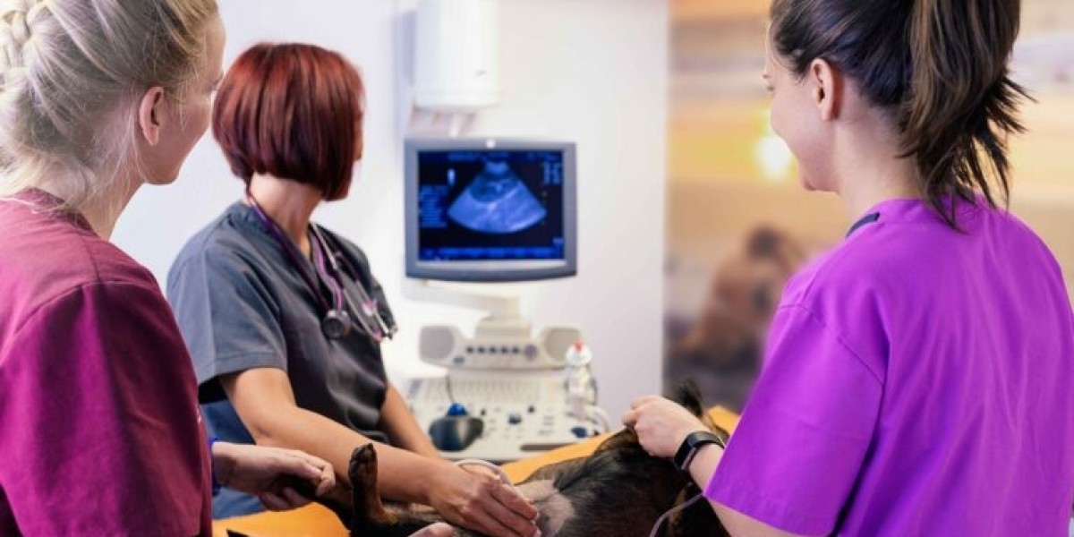 Cat Wounds Treatment at Home and When to Call the Vet