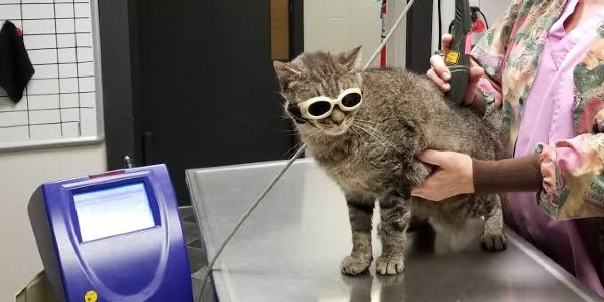 How Laser Therapy for Cats Eases Pain and Speeds Recovery