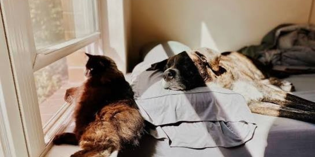 Everything You Need to Know About Home Euthanasia for Pets
